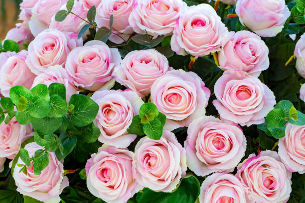 Soft pink color artifical roses background texture.